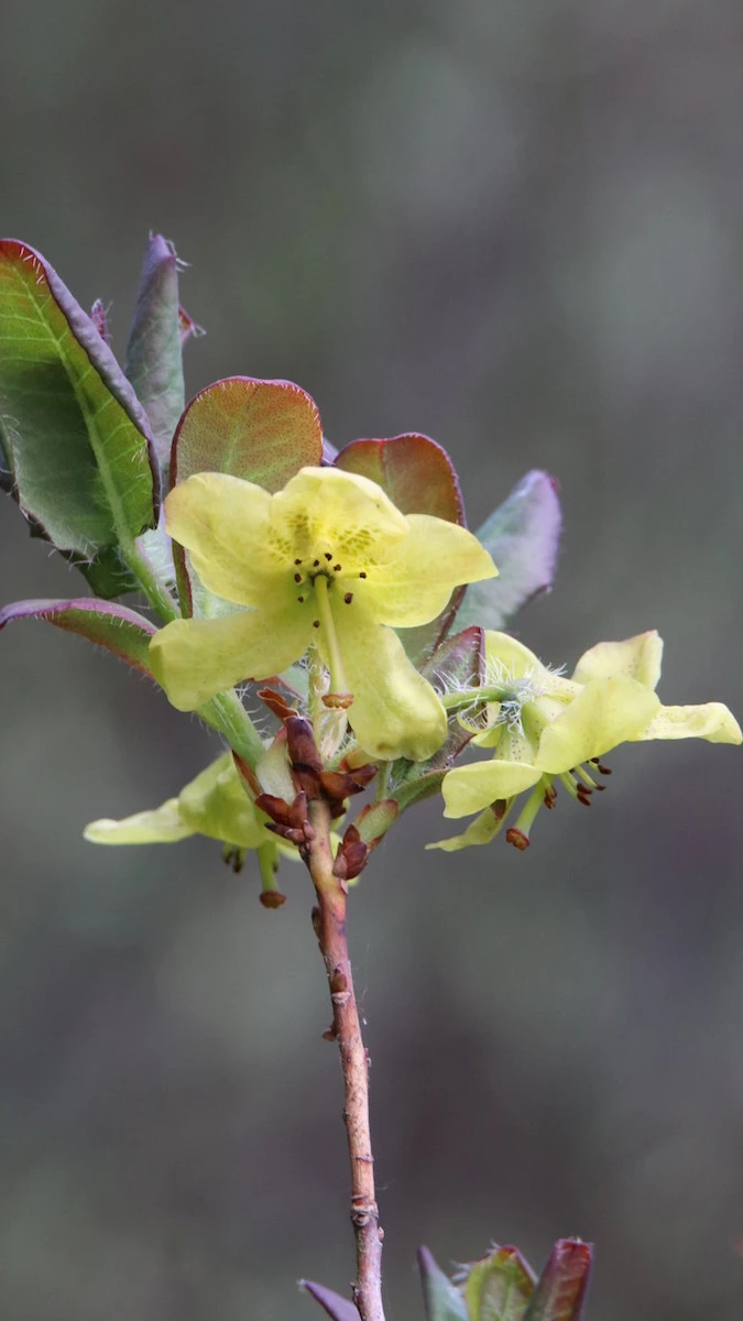 R. mekongense